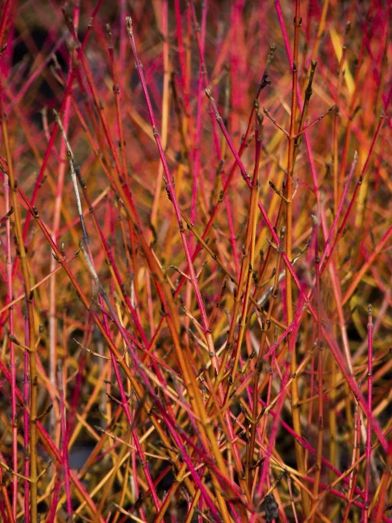 Hartriegel rot Midwinter Fire - Cornus sanguinea - 7.5 L Topf 70-80 cm - 3