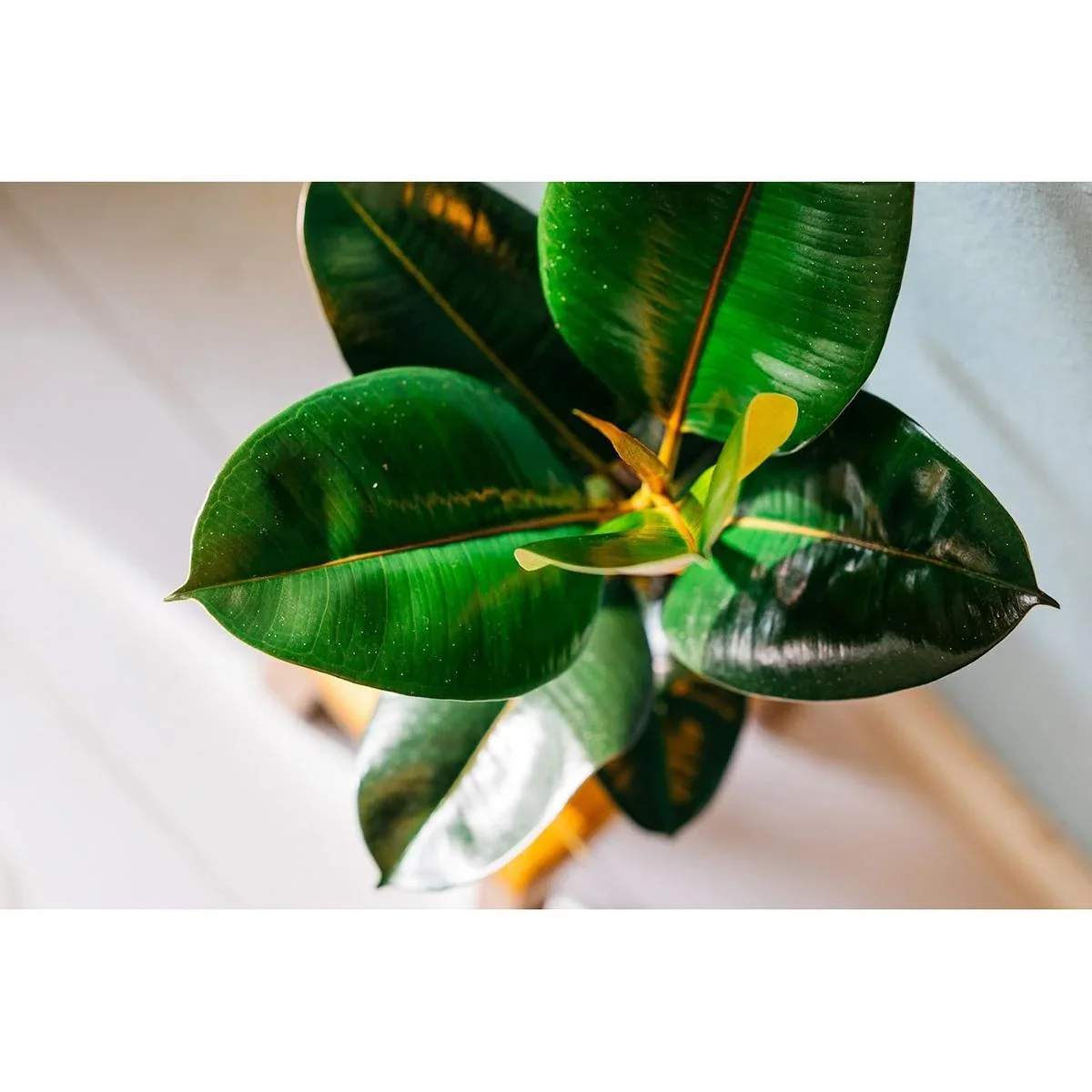 Aufblühender Gummibaum - Ficus Elastica Robusta - Groß - 50-60Cm - 1 Stück - 1
