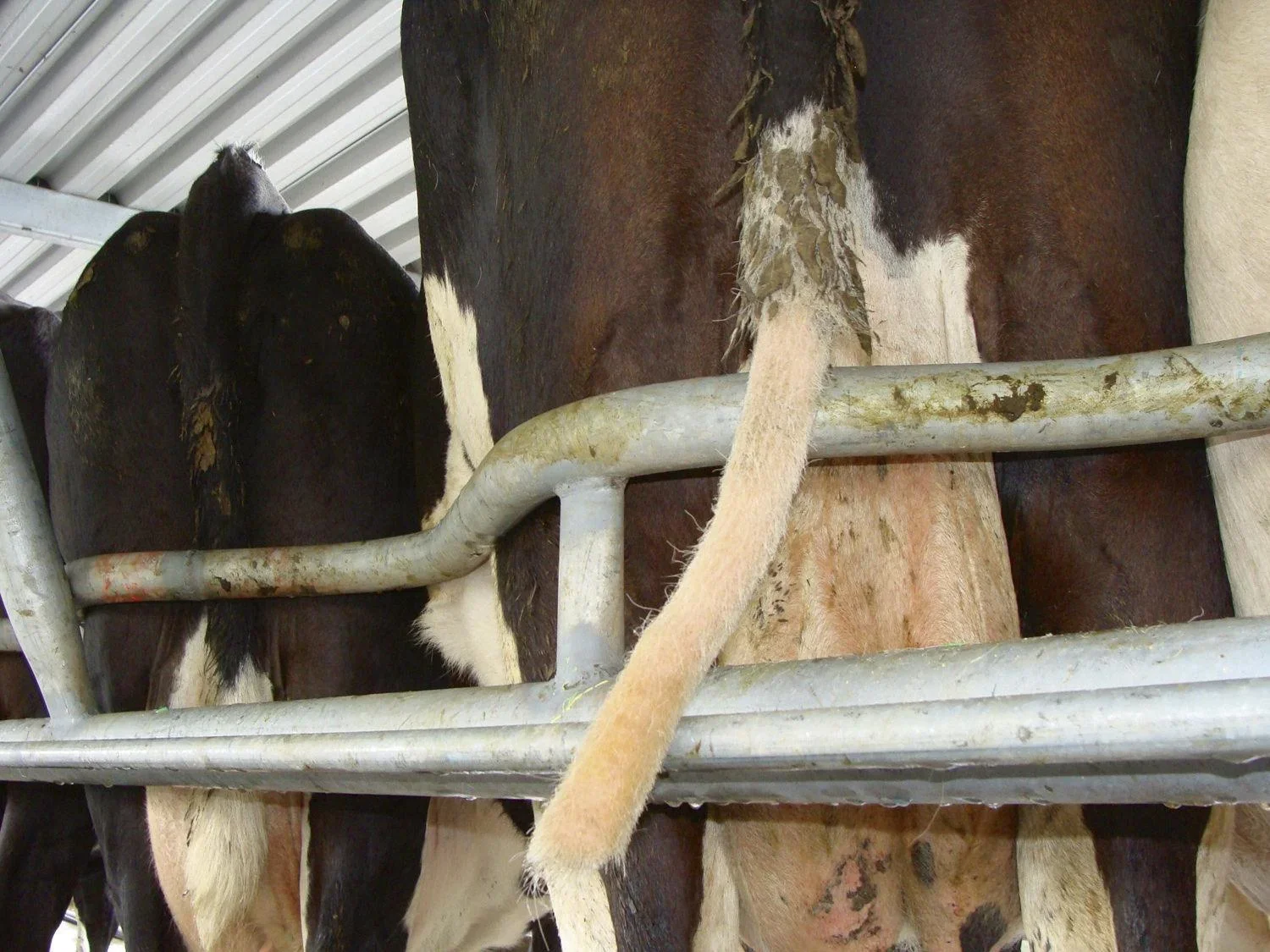 Tail Trimmer Tailwell II - 3