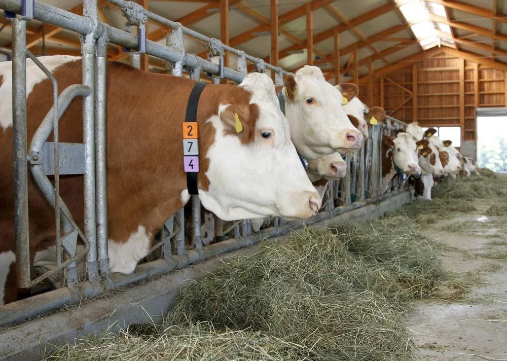 Nummernblock Duo, Nr. 4 - 0