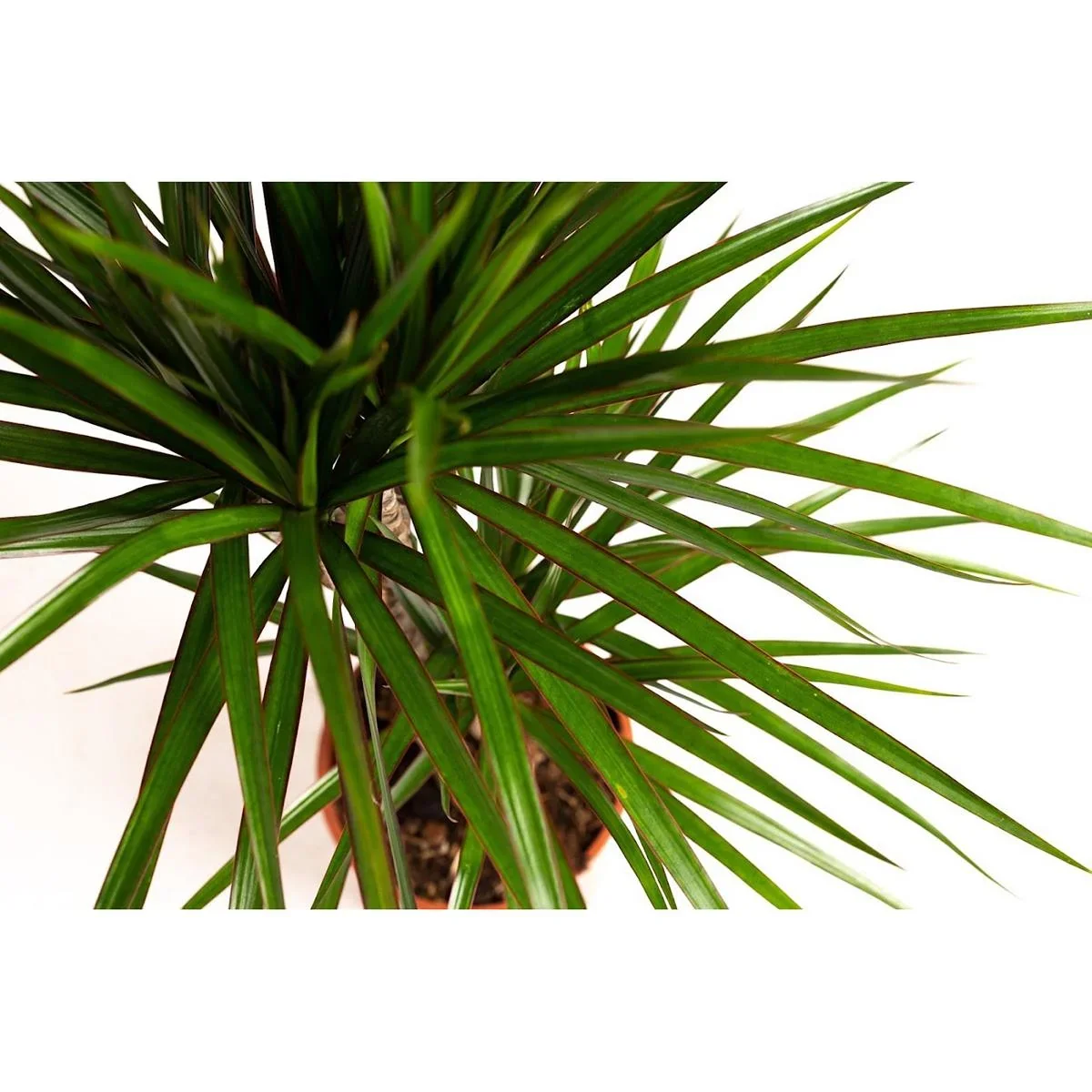 Aufblühender Drachenbaum - Dracaena Marginata - Groß - 75-80Cm - 1 Stück - 1