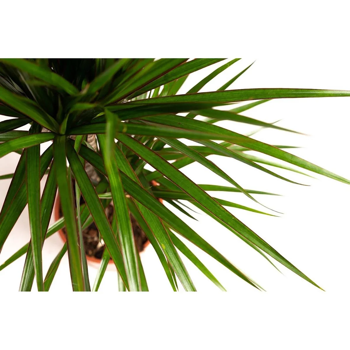 Aufblühender Drachenbaum - Dracaena Marginata - Groß - 75-80Cm - 1 Stück - 2
