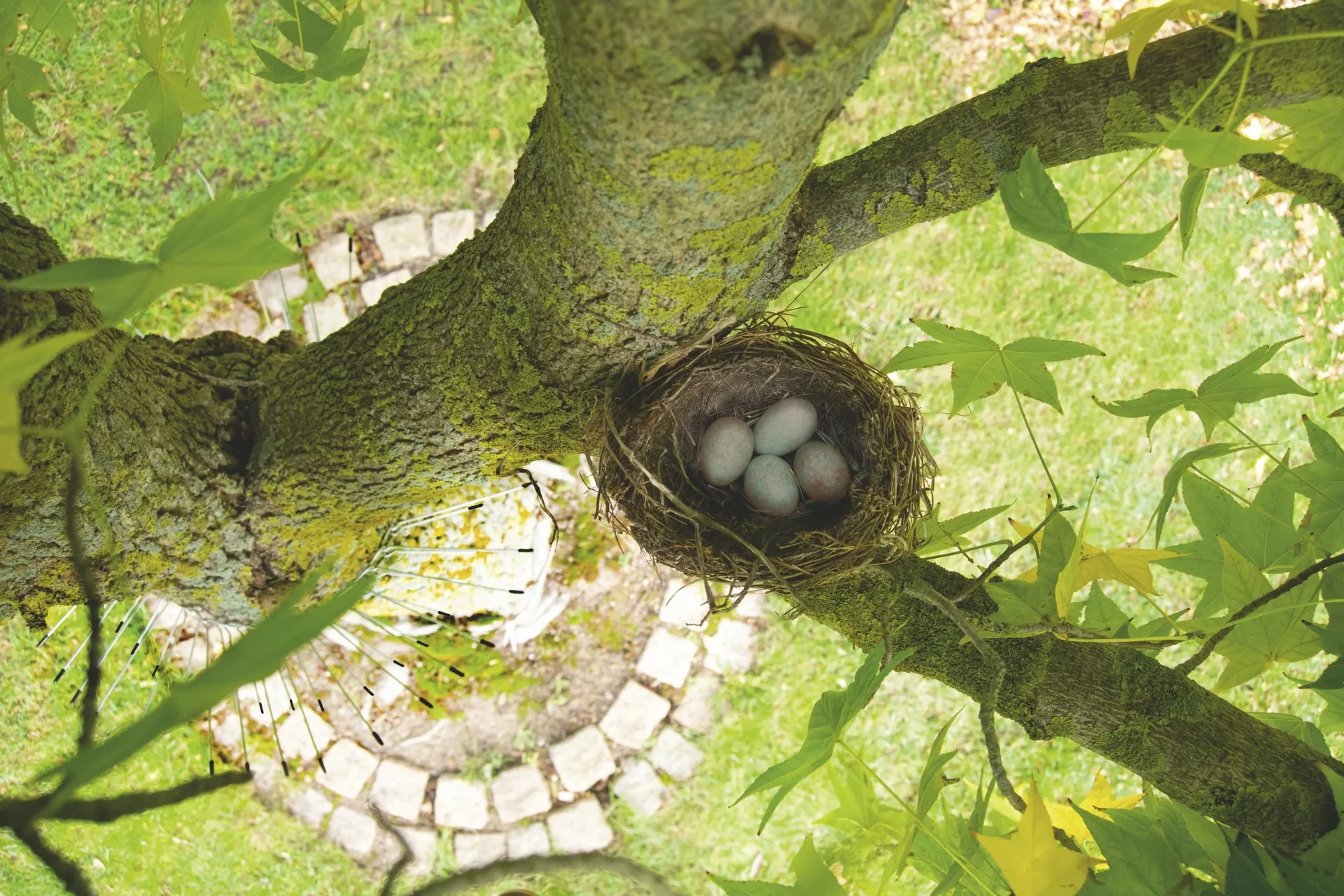 Katzenabwehrgürtel - 3