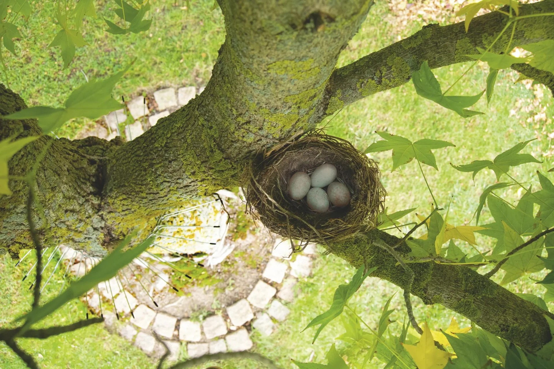 Katzenabwehrgürtel - 4