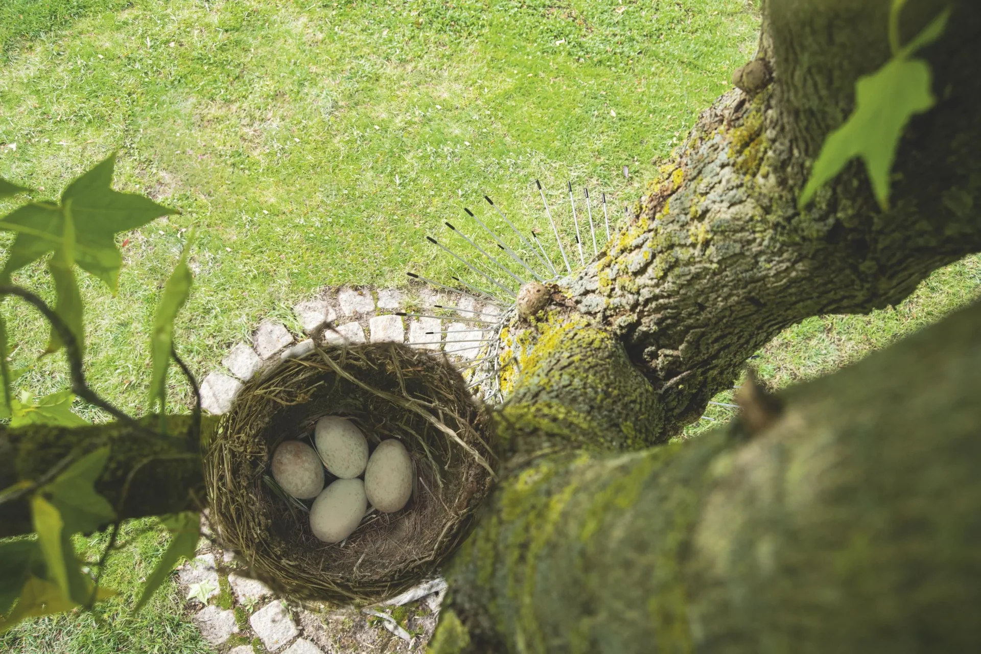 Katzenabwehrgürtel - 5