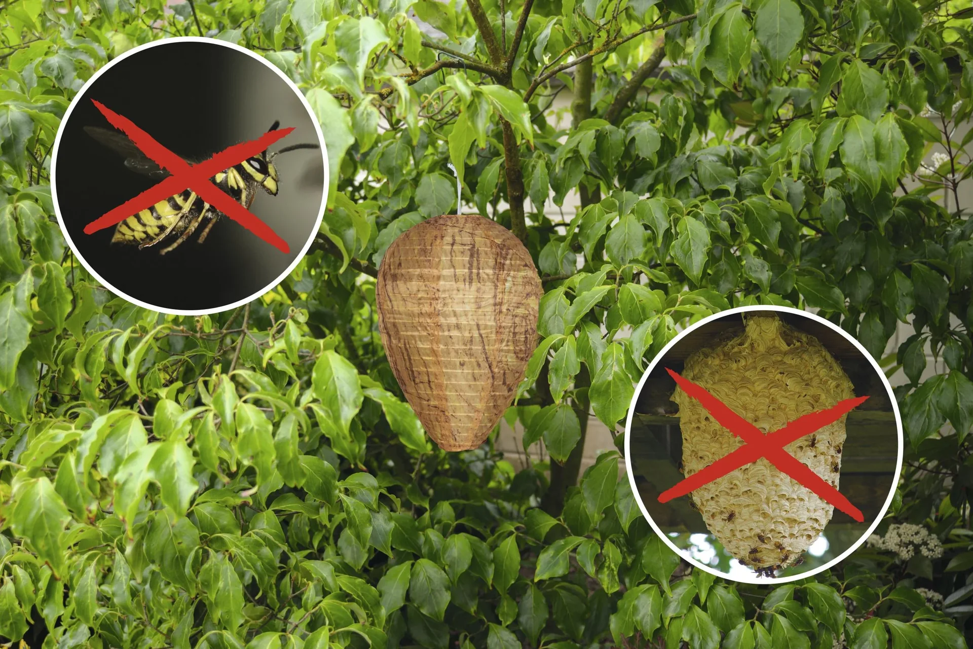 Wespennest Premium 2er Set - 3