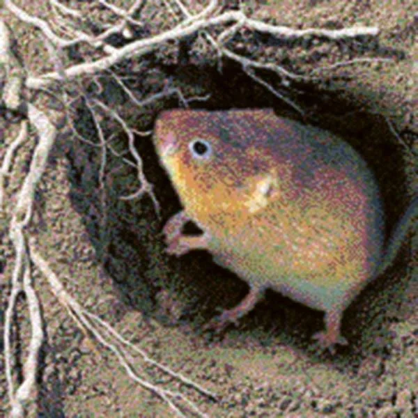 Wühlmaus Selbstschussgerät - zuverlässige Lösung gegen Wühlmäuse - 2