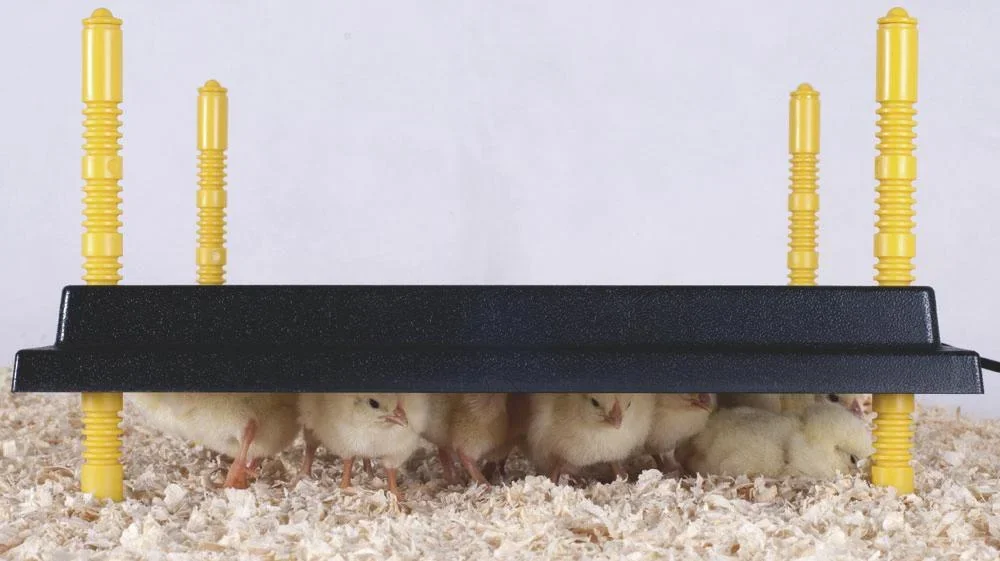 Comfort Wärmeplatte 25x25cm für Küken, 15W/ 220-240V - 1