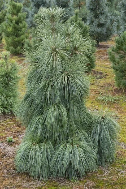 Zapfenkiefer Wiethorst - Pinus schwerinii - 7.5 L Topf 40-50 cm - 0