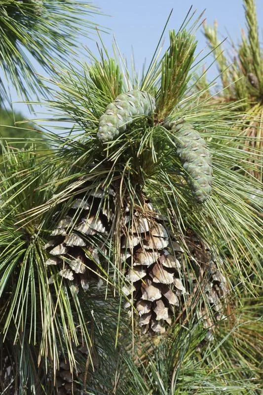 Zapfenkiefer Wiethorst - Pinus schwerinii - 7.5 L Topf 40-50 cm - 1