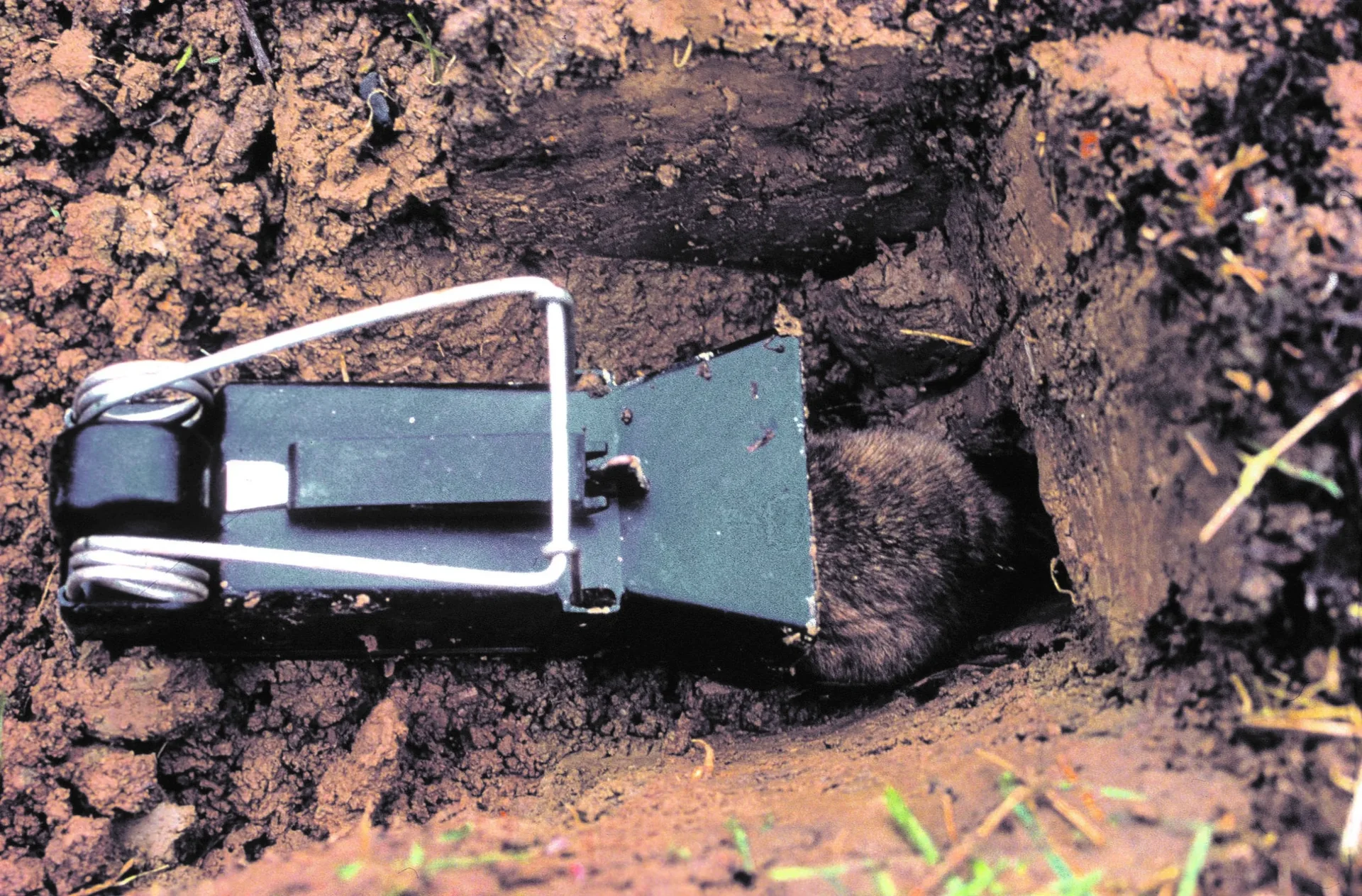 Sugan WühlmausFalle - 1 Stück - 1