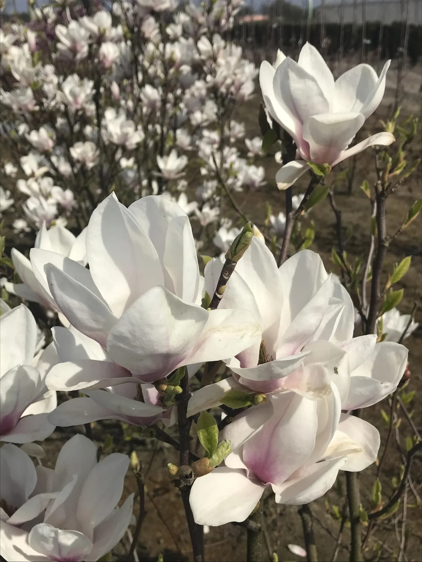 Tulpenmagnolie Magnolia soulangiana - 5 L Topf 60-80 cm - 0