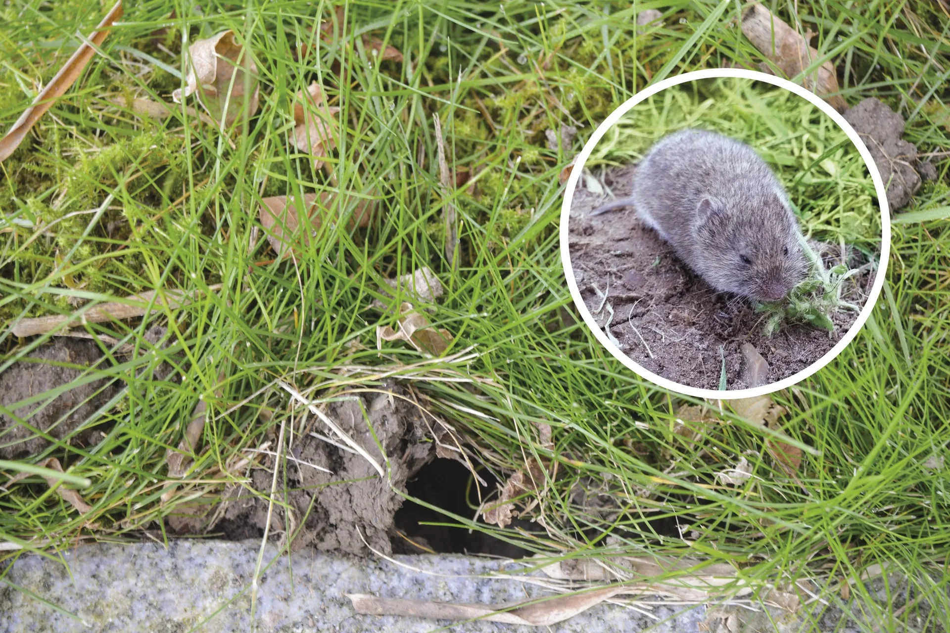 Wühlmaus-Zangenfalle - 1