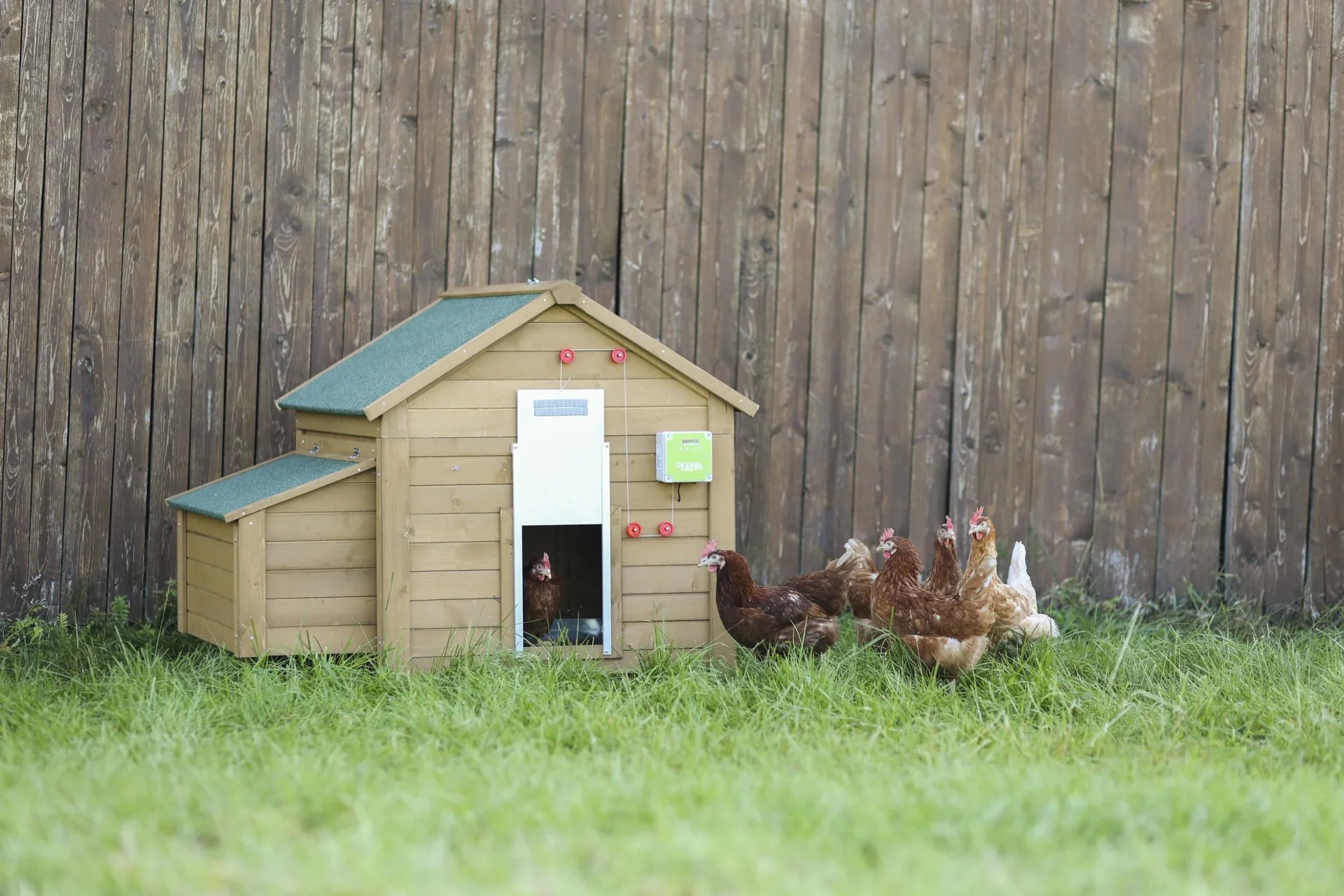 Automatische Hühnertür, Komplett-Set inklusive Schiebetür 43 x 40cm - 2