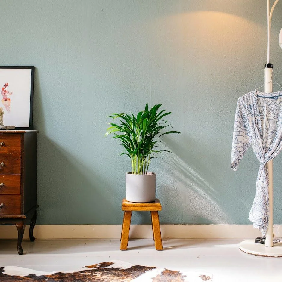 Aufblühende Arecapalme - Goldpalme - Dypsis Lutescens Areca - Groß - 65-70 cm - 2 Stück - 1