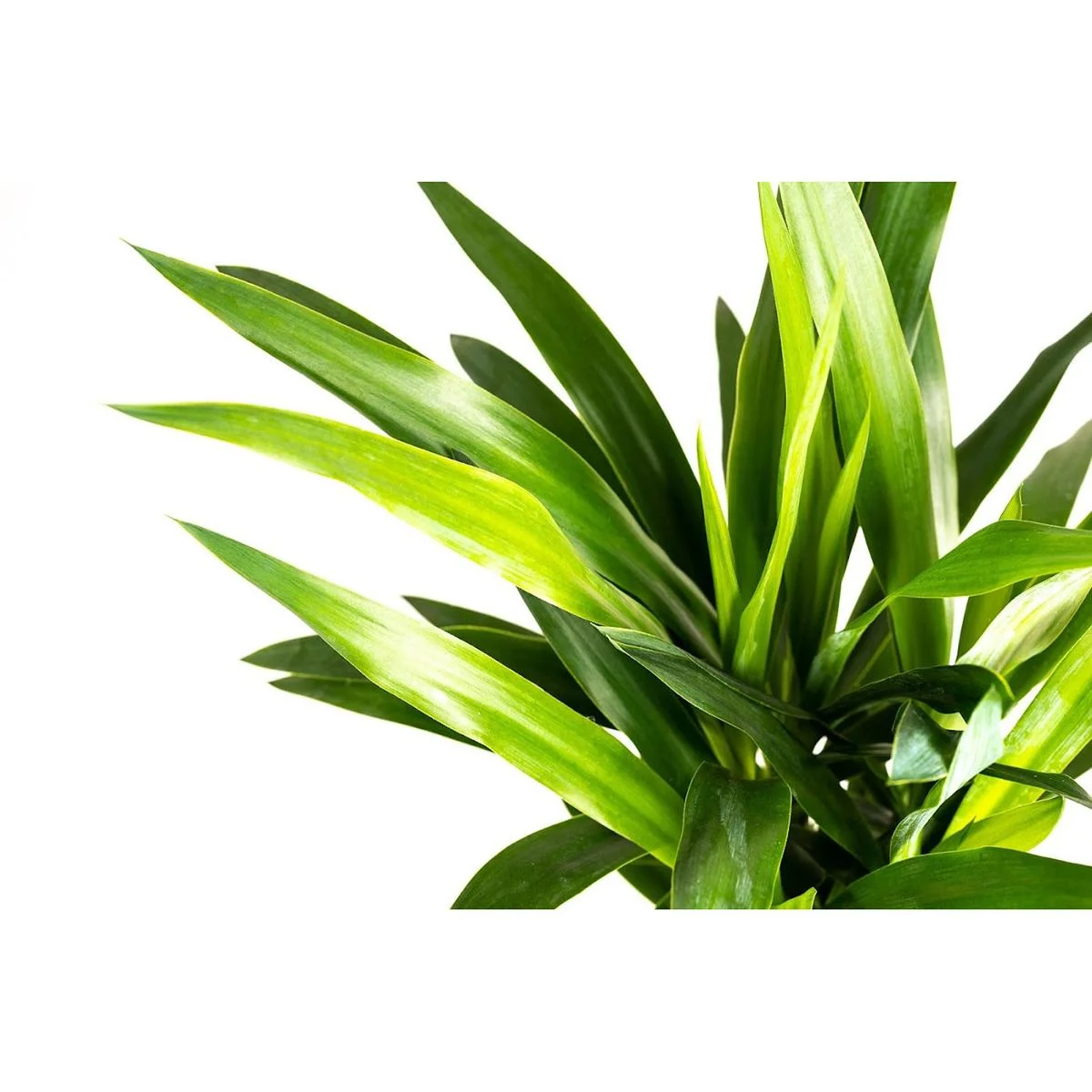 Aufblühende Arecapalme - Goldpalme - Dypsis Lutescens Areca - Groß - 65-70 cm - 2 Stück - 3