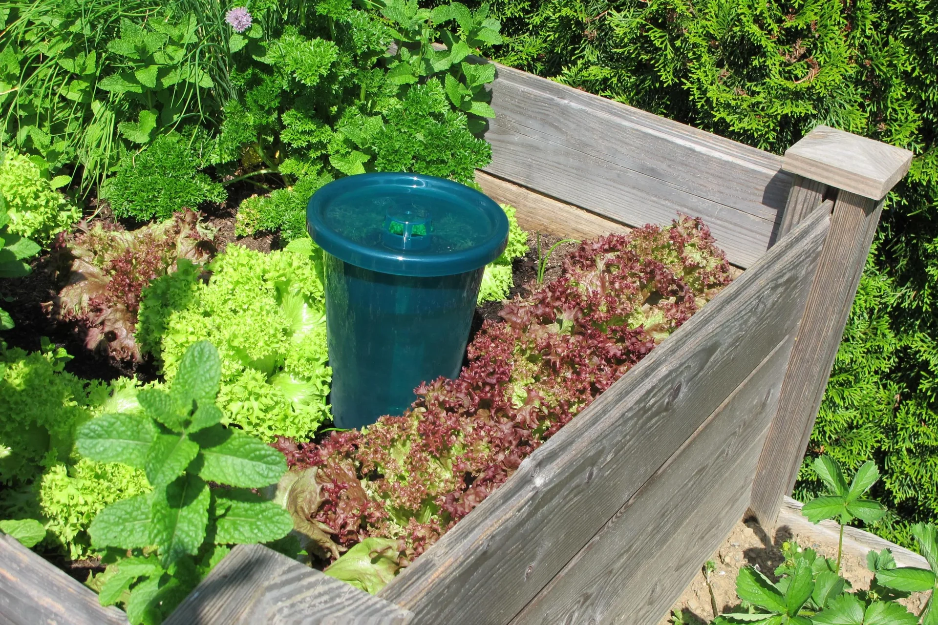 Bewässerungssystem - Hydro Cup im 4er Set - 2