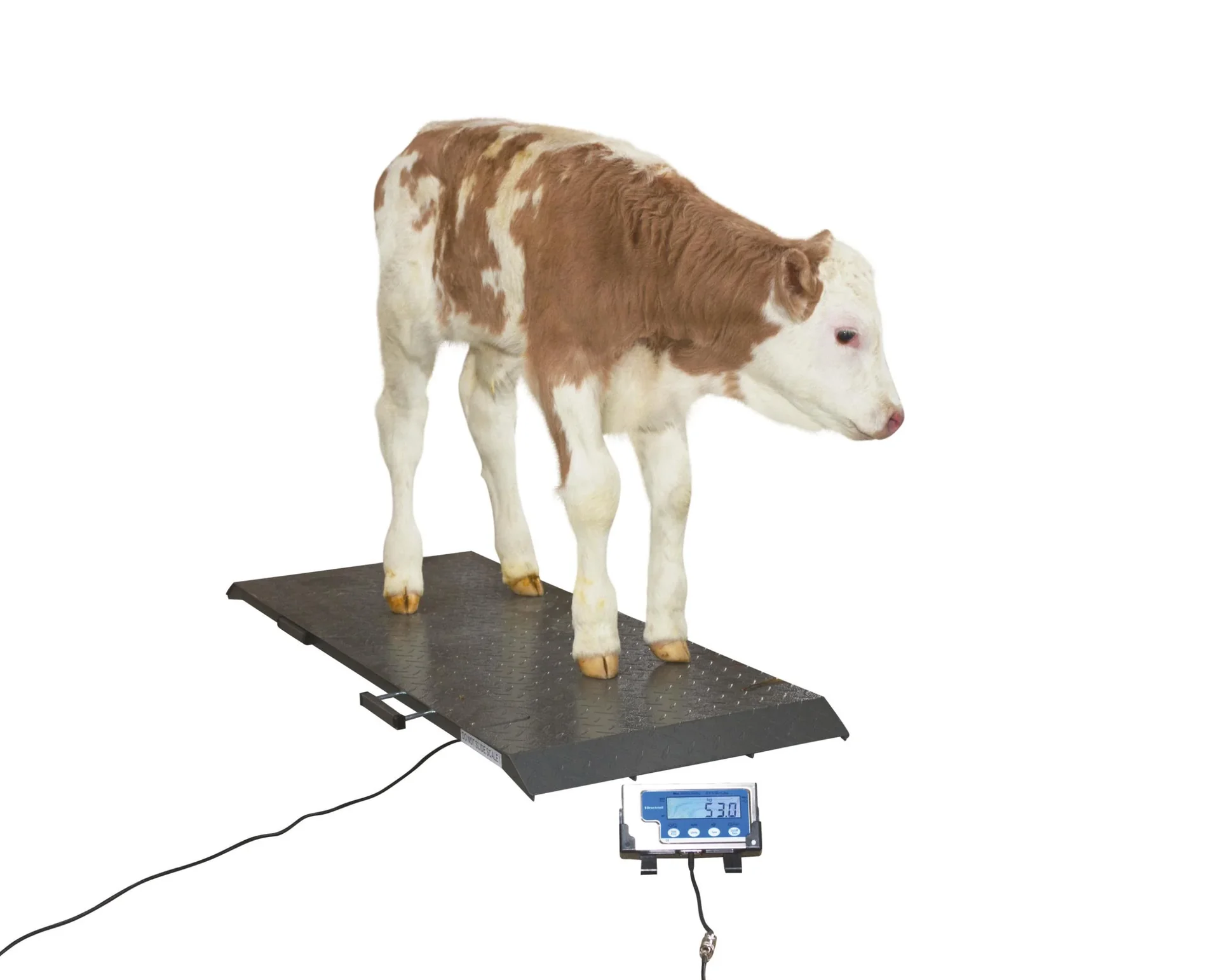 Tierwaage PS1000 bis 500kg - 2