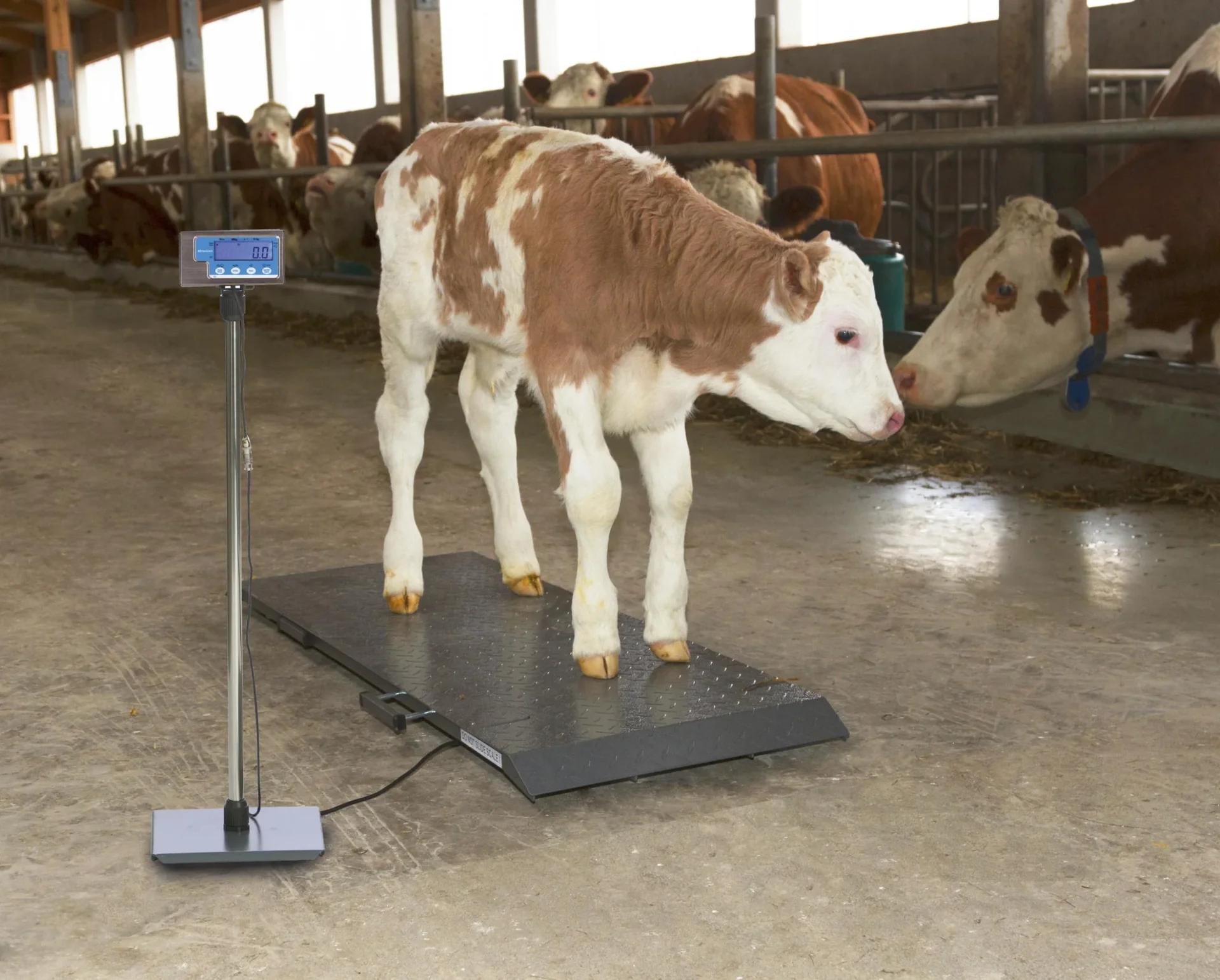 Tierwaage PS1000 bis 500kg - 4