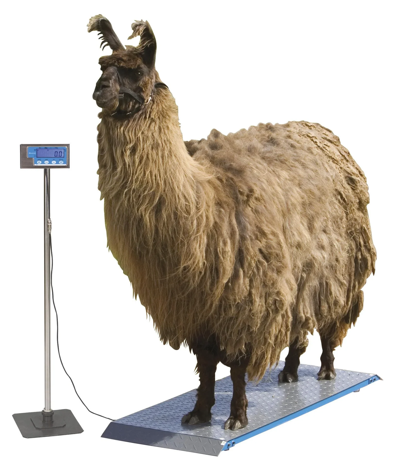 Tierwaage PS1000 bis 500kg - 5