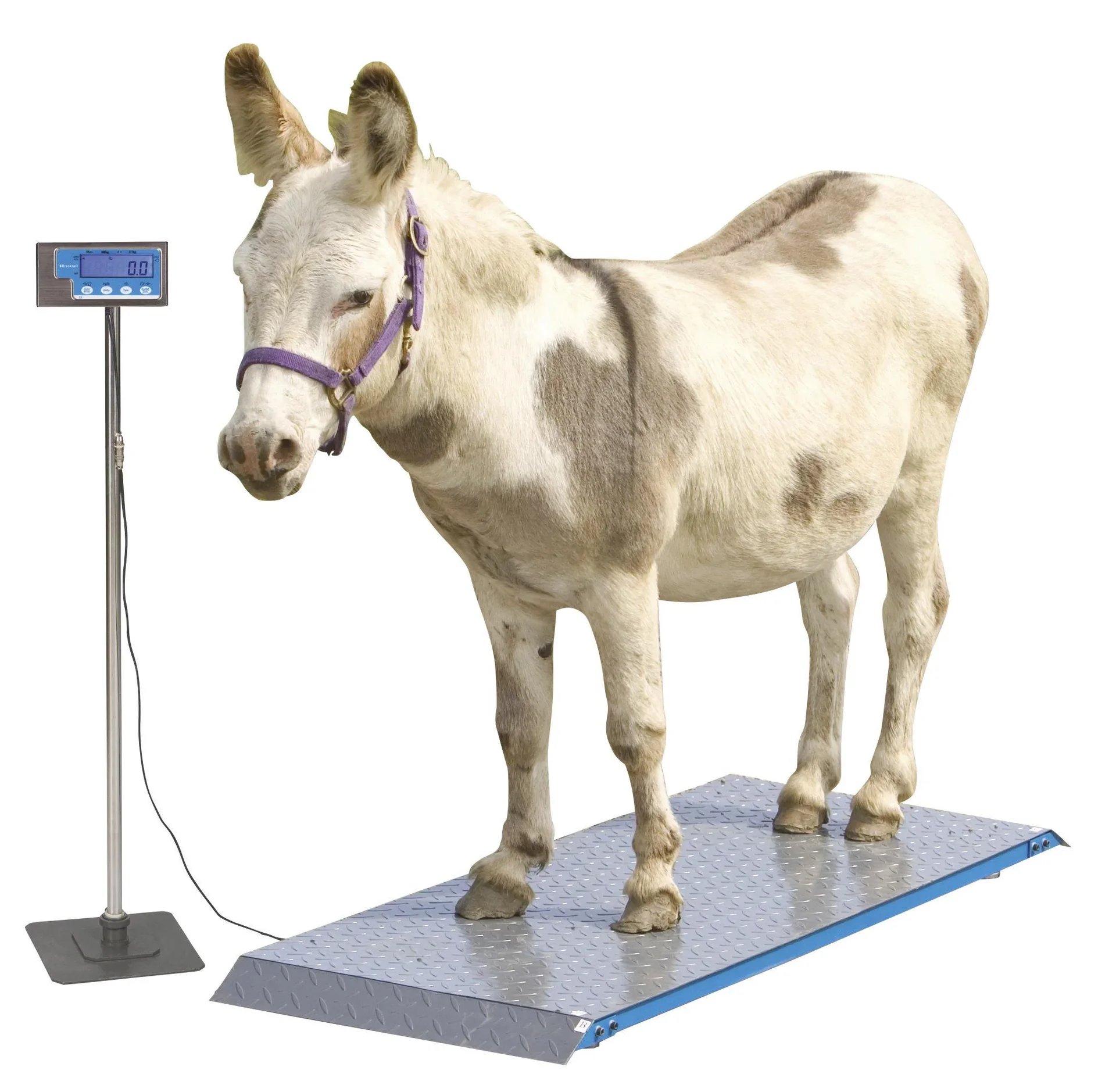 Tierwaage PS1000 bis 500kg - 6
