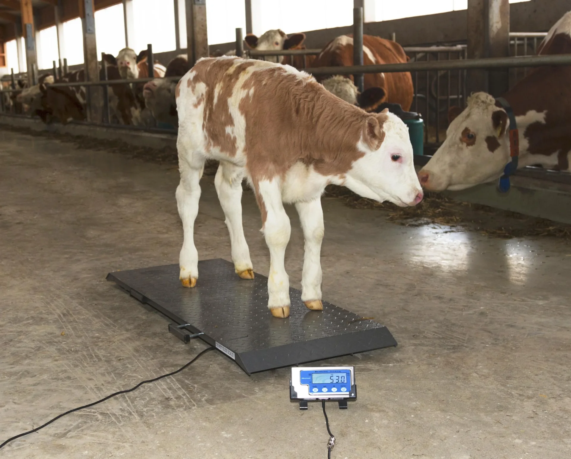 Tierwaage PS1000 bis 500kg - 8