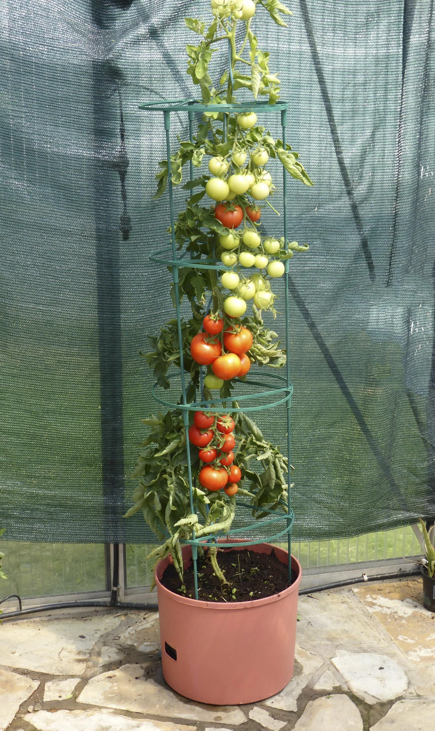 Pflanzturm "Maxitom Jumbo", terrakotta im Spar-Set mit Abdeckhaube - 3
