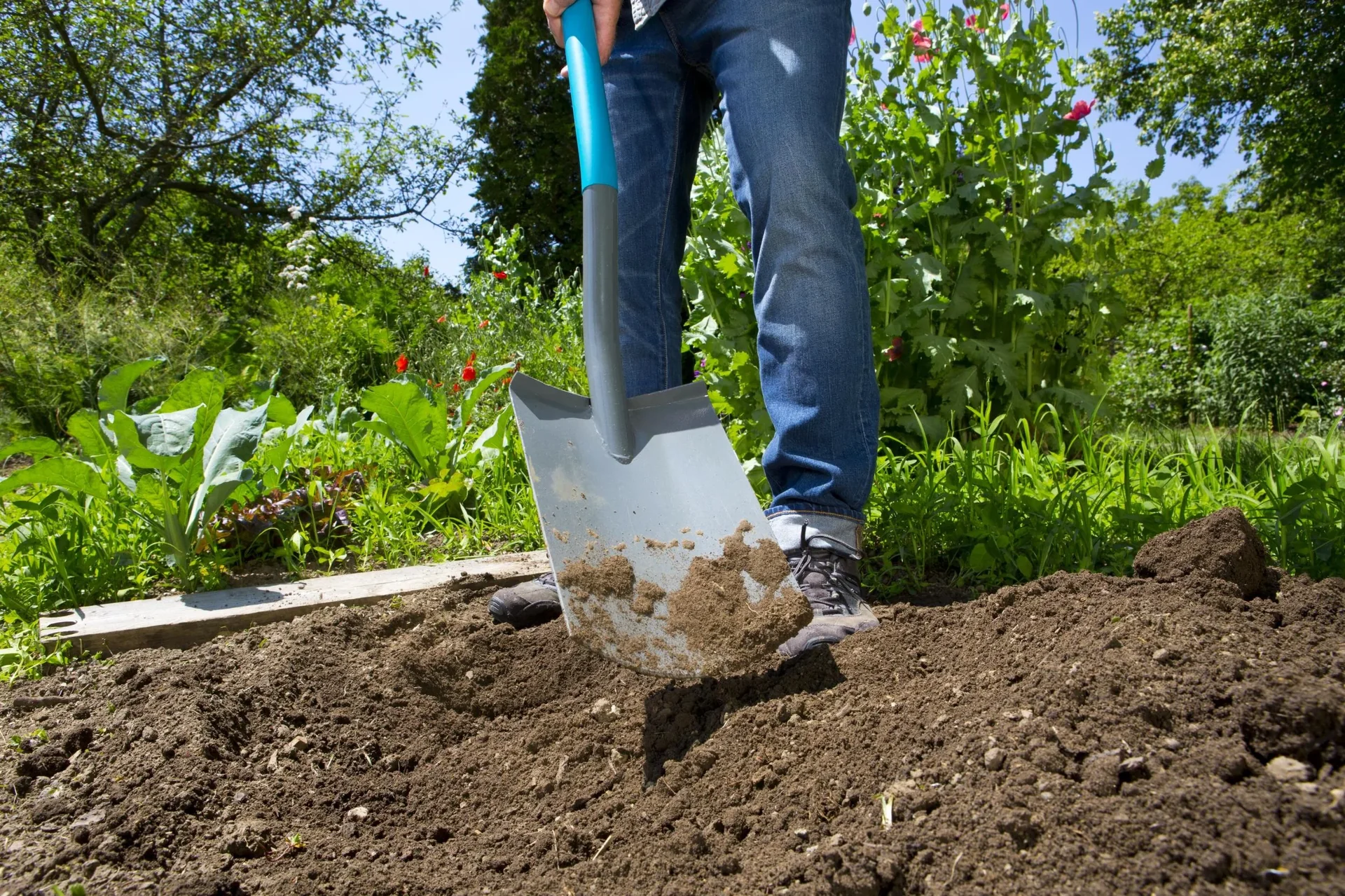 ClassicLine Spaten - 4