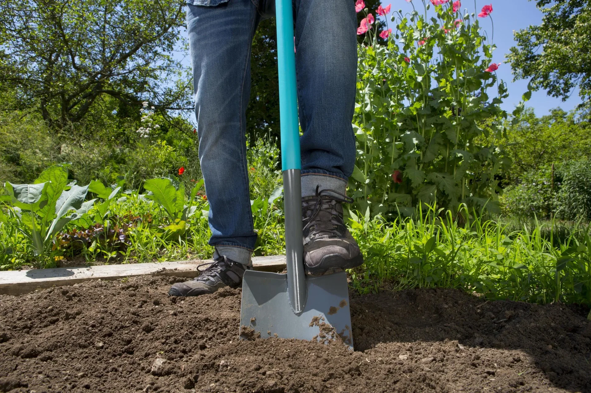 ClassicLine Spaten - 5