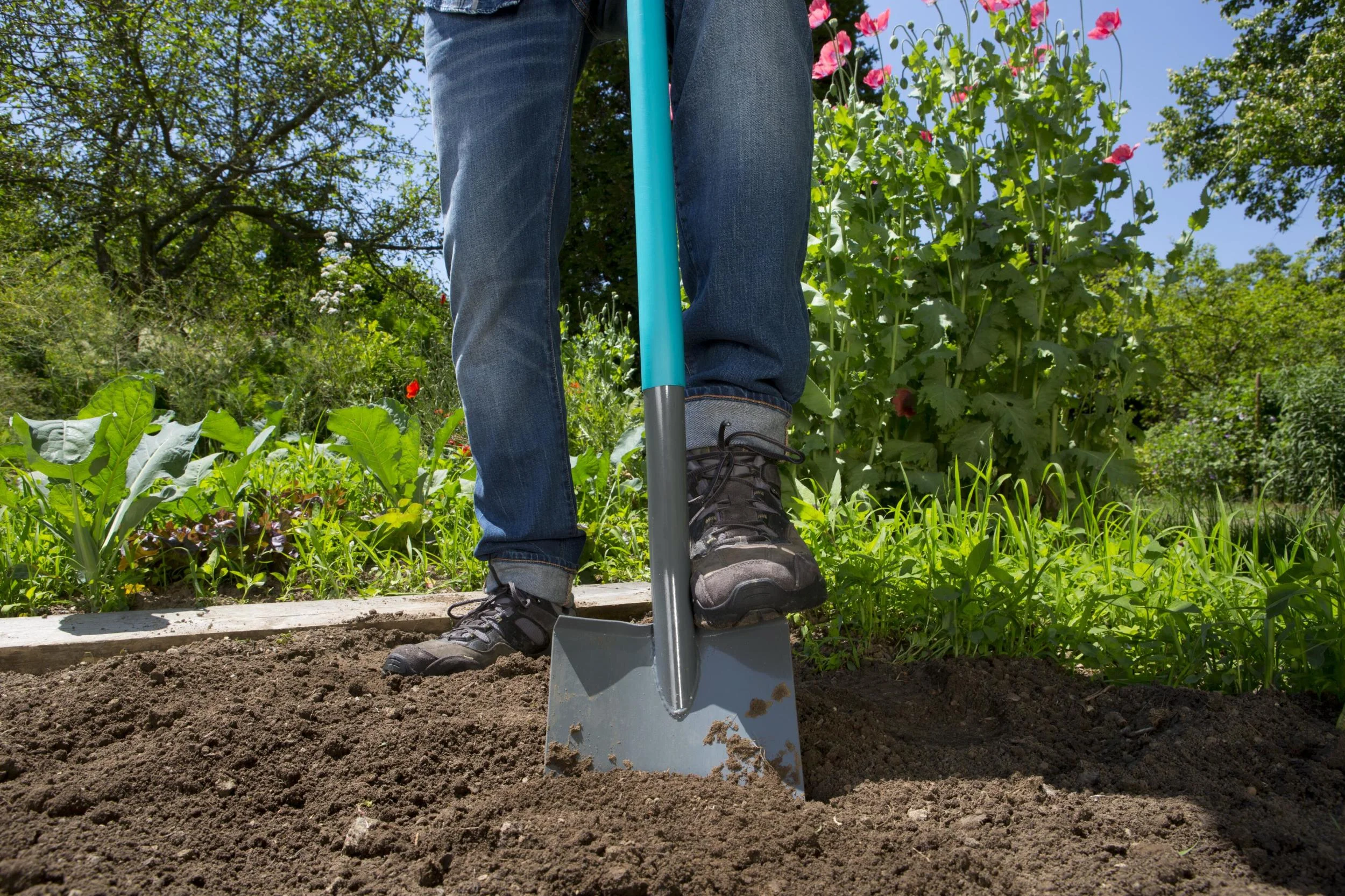 ClassicLine Spaten - 5