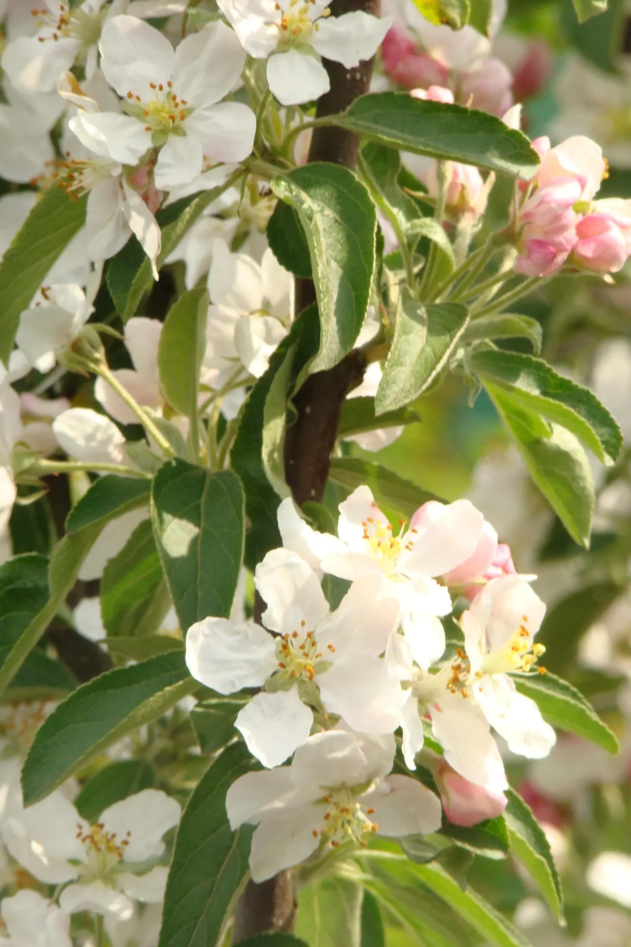 Zierapfel Golden Hornet Malus - Solitär mit Ballen 150-200 cm - 0