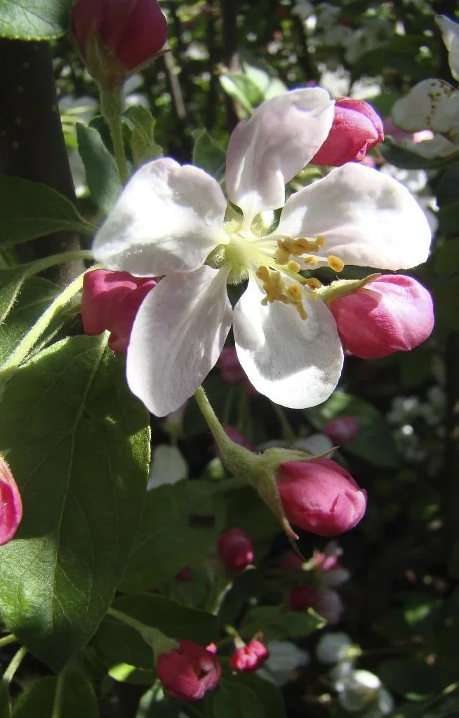 Zierapfel Golden Hornet Malus - Solitär mit Ballen 150-200 cm - 1