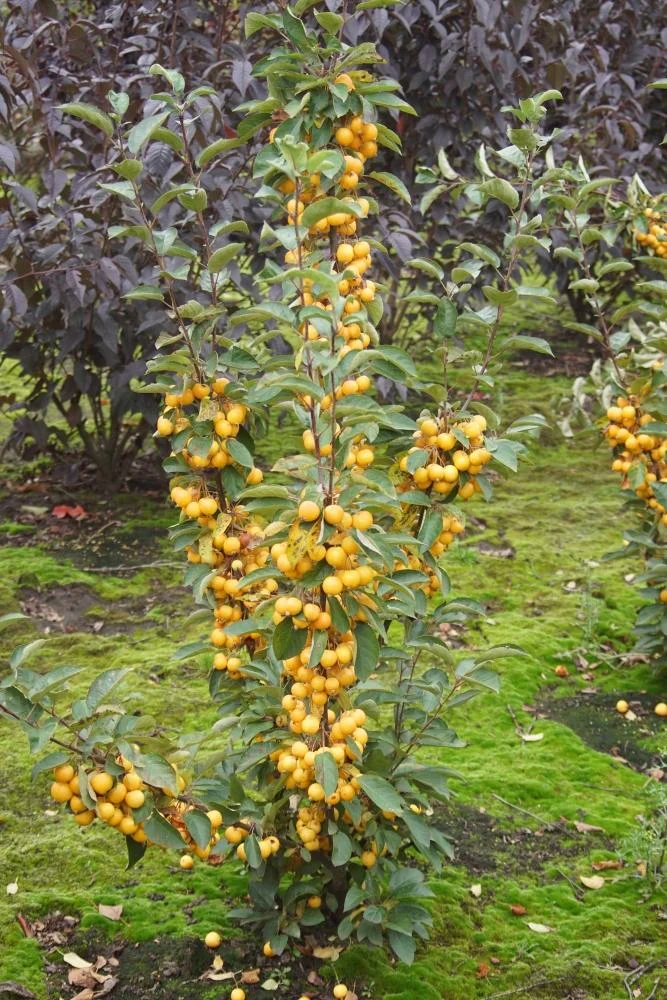 Zierapfel Golden Hornet Malus - Solitär mit Ballen 150-200 cm - 2