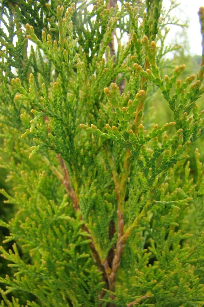 Lebensbaum Smaragd - Thuja occidentalis - 7.5 L Topf 80-100 cm - 1