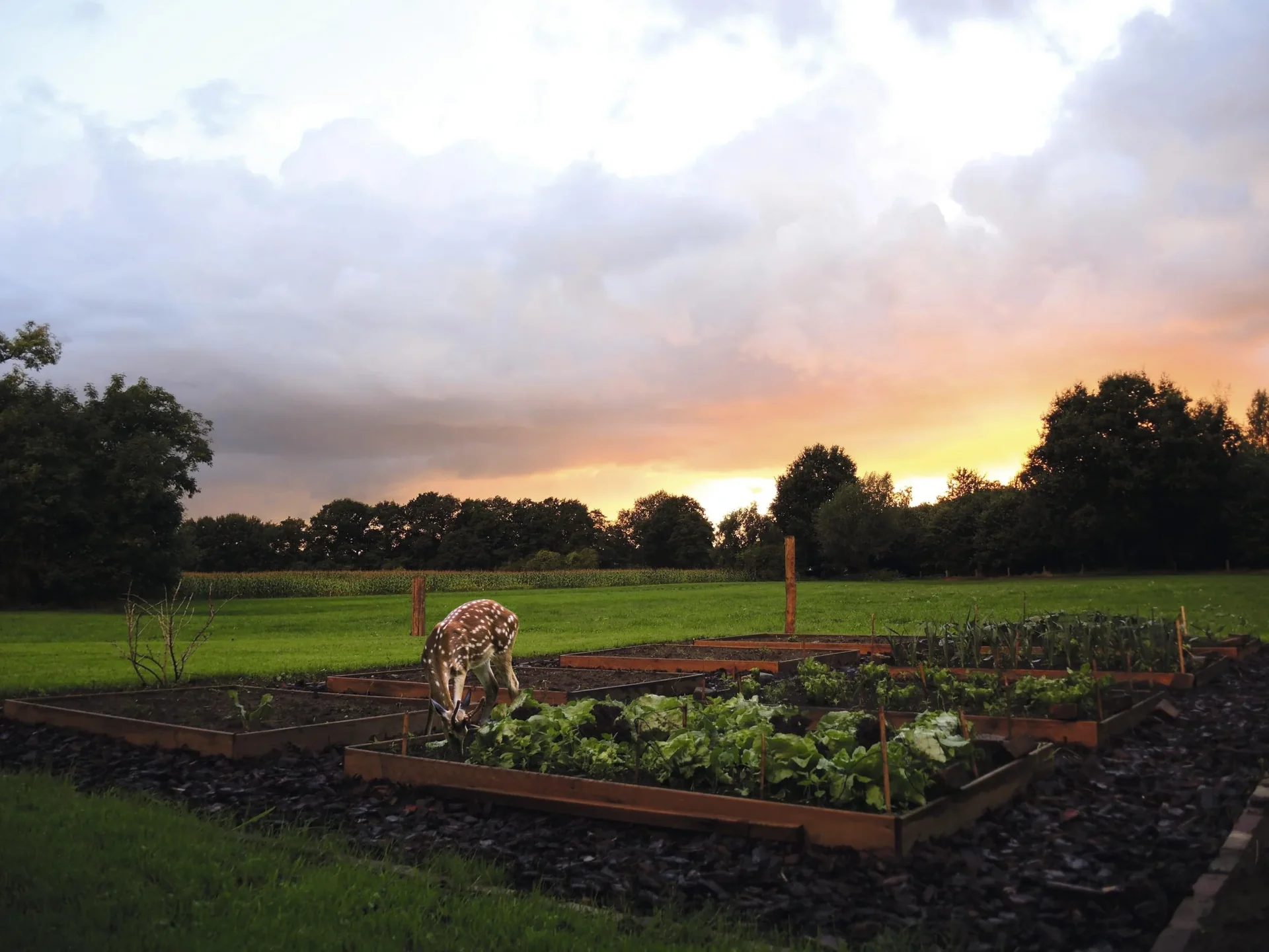 Wasser-Tiervertreiber - 7