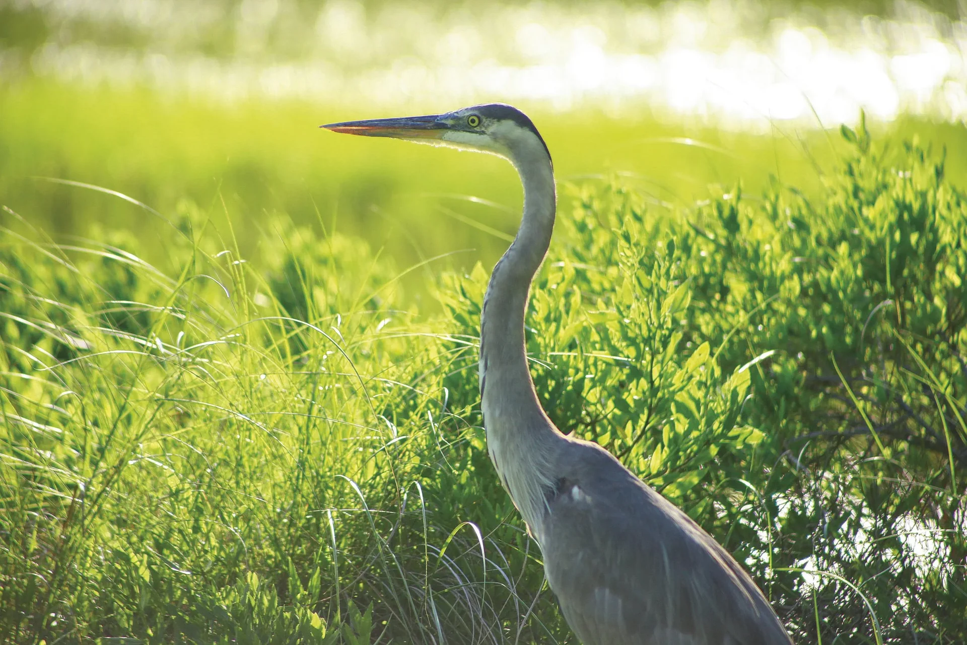 Wasser-Tiervertreiber - 9