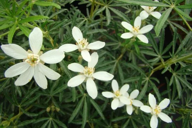 Orangenblume White Dazzler - Choisya ternata -S- - 7 L Topf 30-40 cm - 0