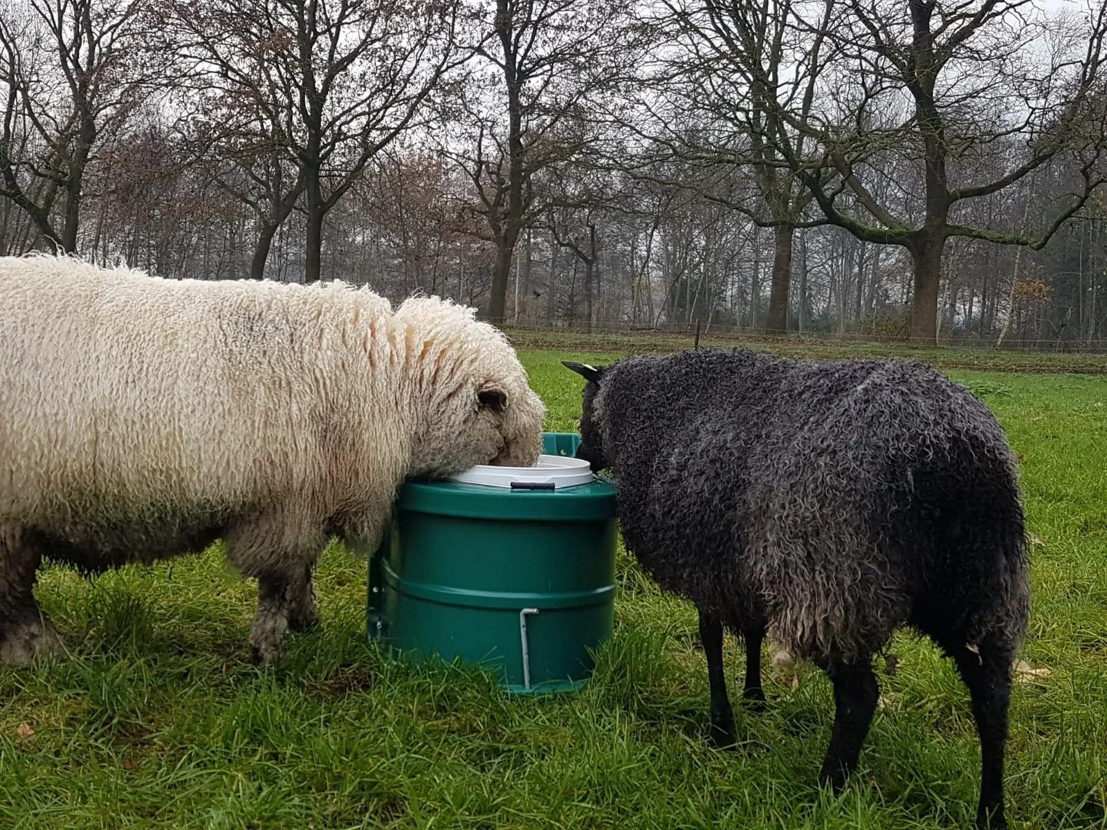 Tränke-Frostschutzeimer, 20 Liter - 1