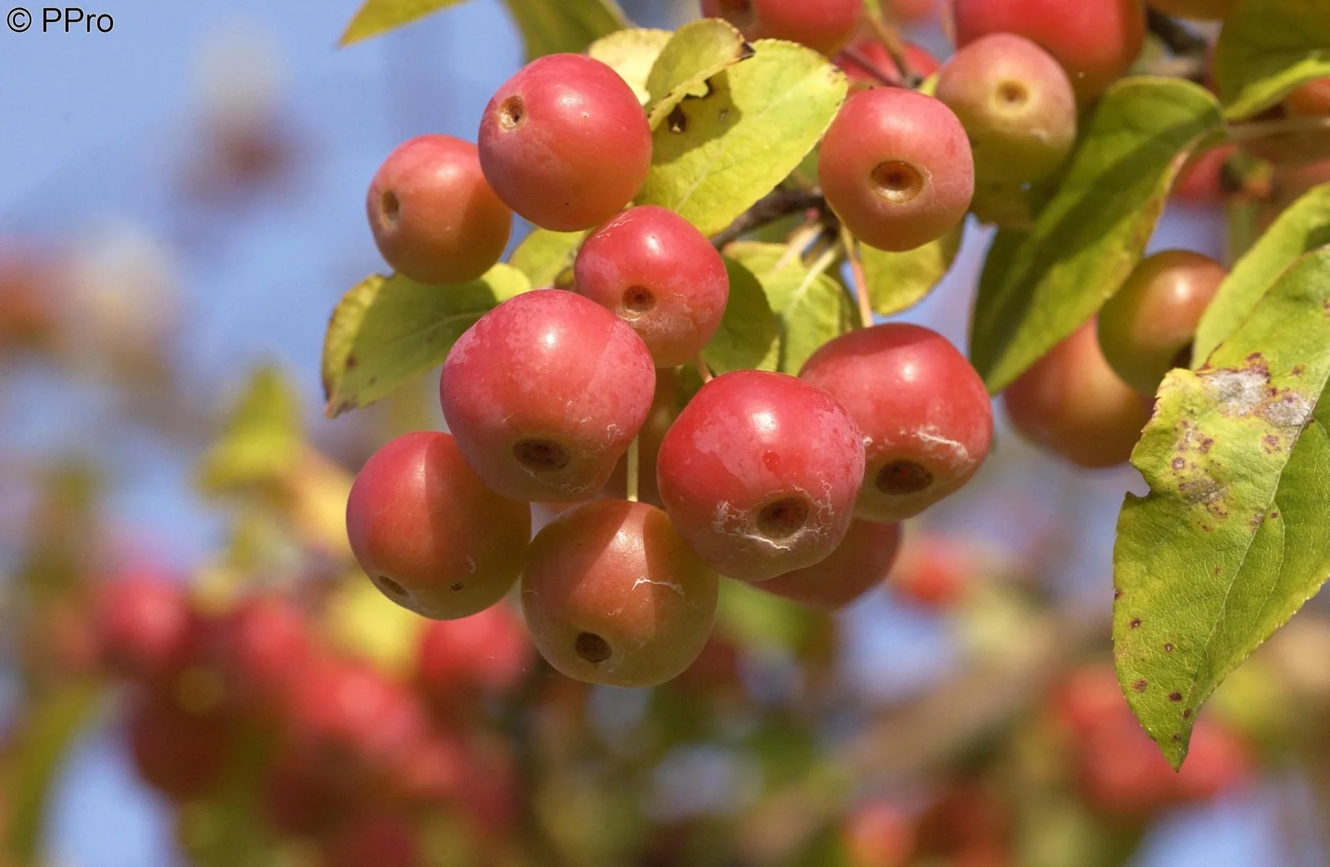 Zierapfel Red Sentinel Malus - 7 L Topf 80-100 cm - 1