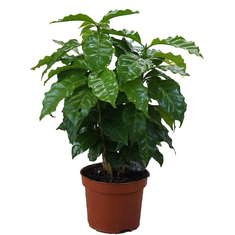 Flower-up Tropical mix set 4 Stück 25-50 Cm Musa Oriental Dwarf, Chamadorea Elegans, Dracaena Compacta, Coffea Arabica - 0