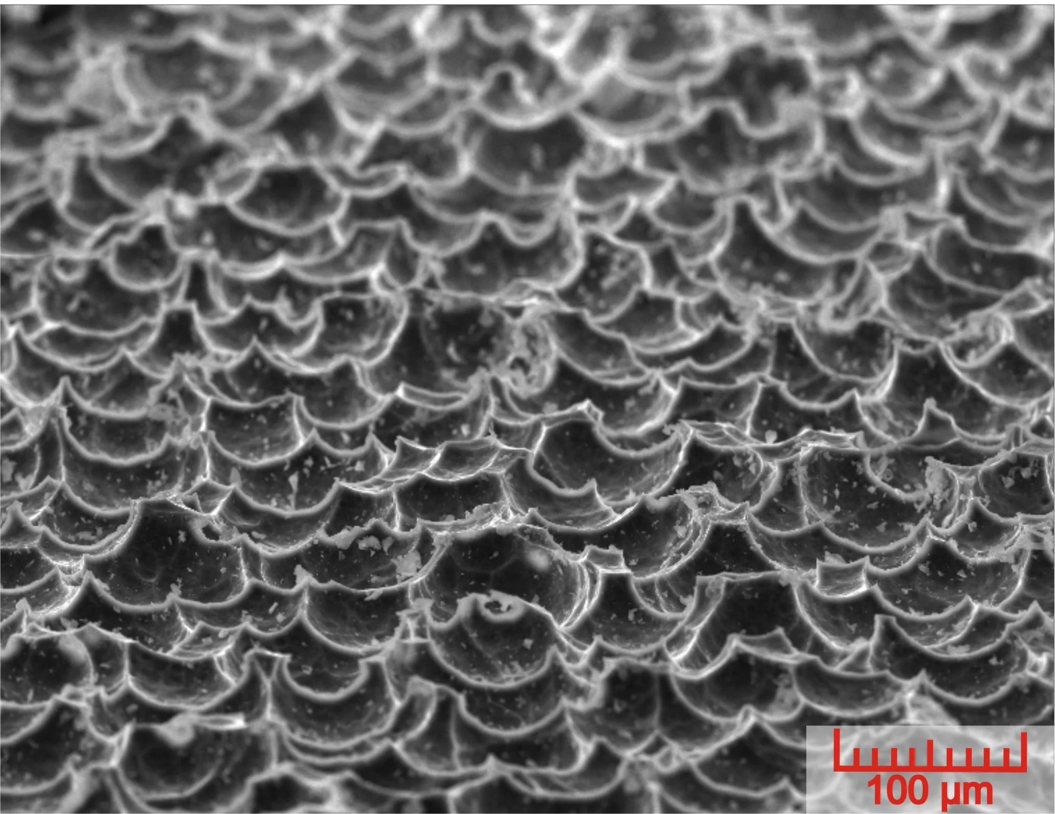 Glas-Nagelfeile "Ergofile", mit U-förmiger Schleifrille - 1
