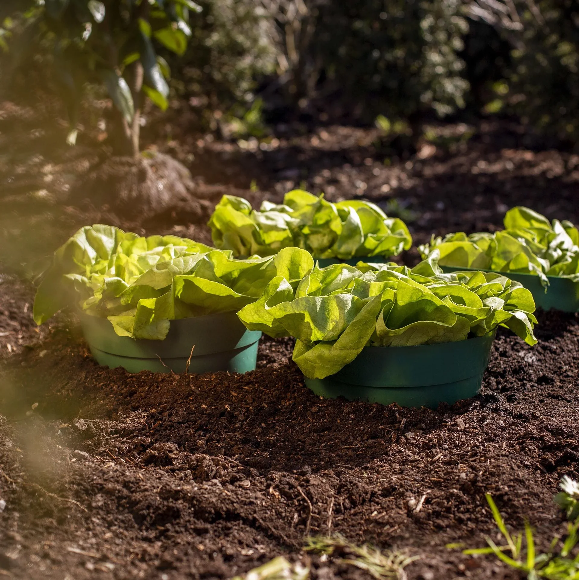 Erd-Bewässerungsring 5-er Set - 4