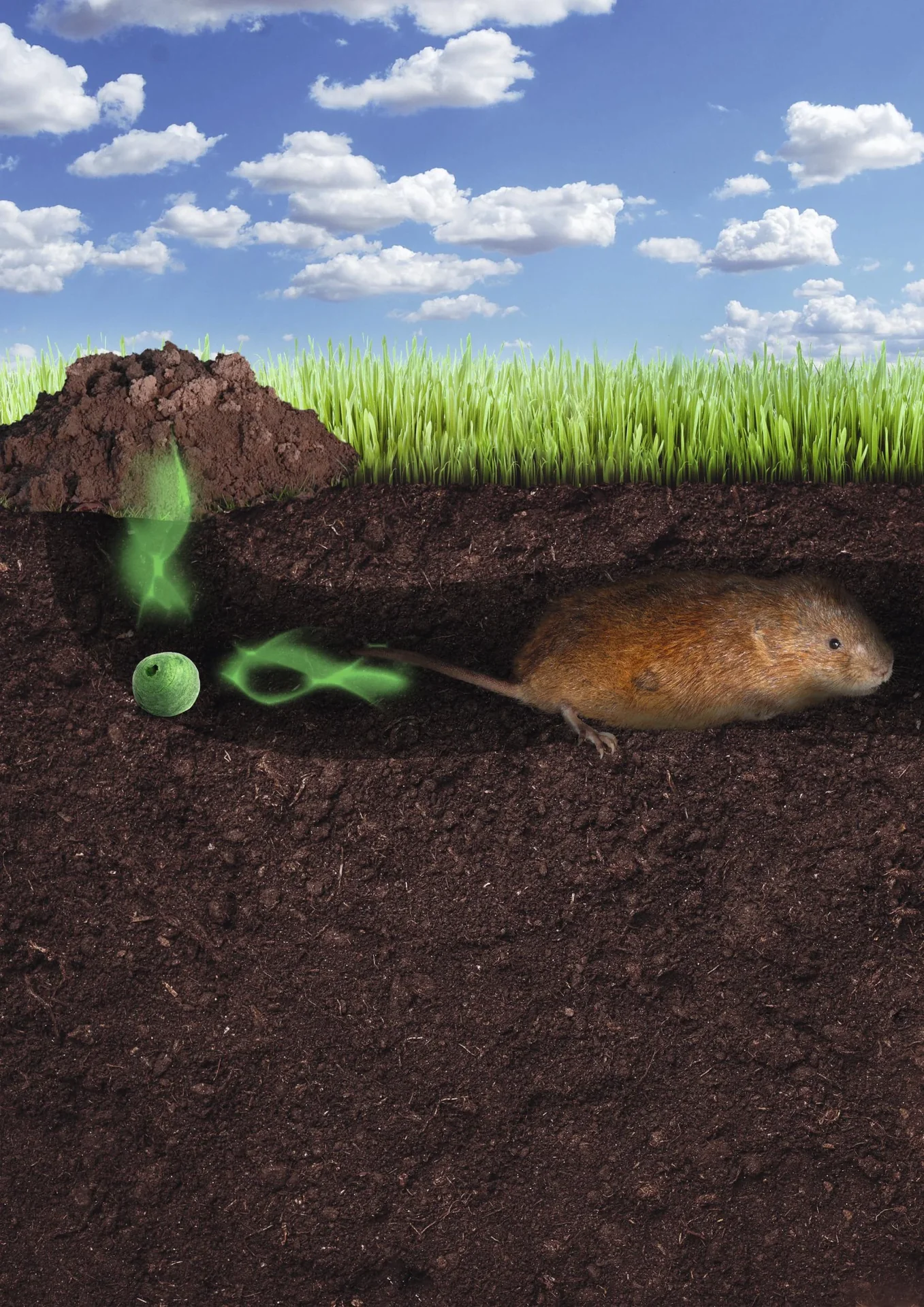 Wühlmaus-Verdufter-Kugeln - 50 Stück - 1