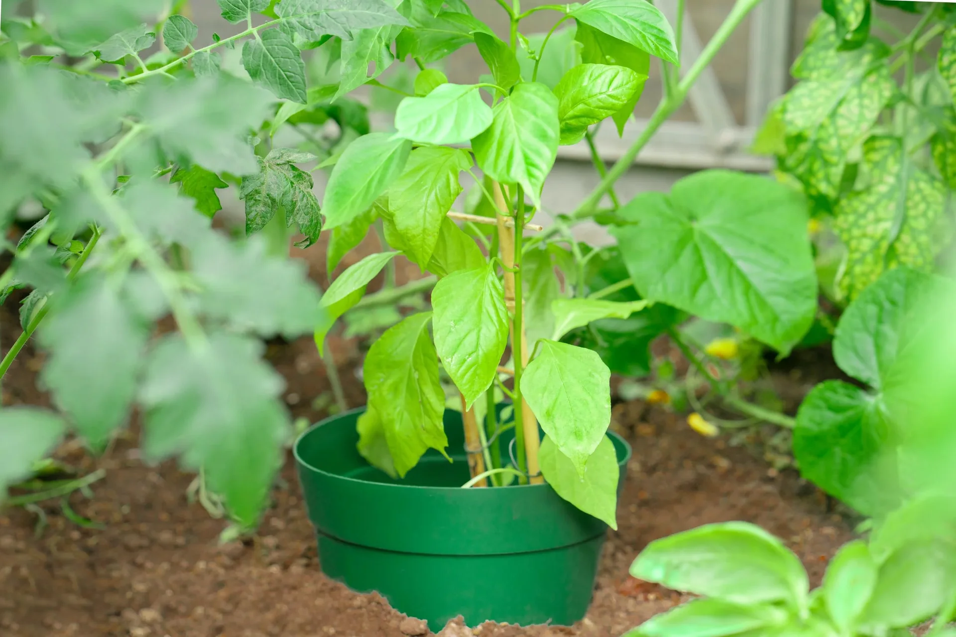 Bewässerungsring "Aquaring", 20 cm, grün - 15er Set - 1