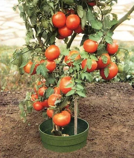 Bewässerungsring "Aquaring", 20 cm, grün - 15er Set - 4