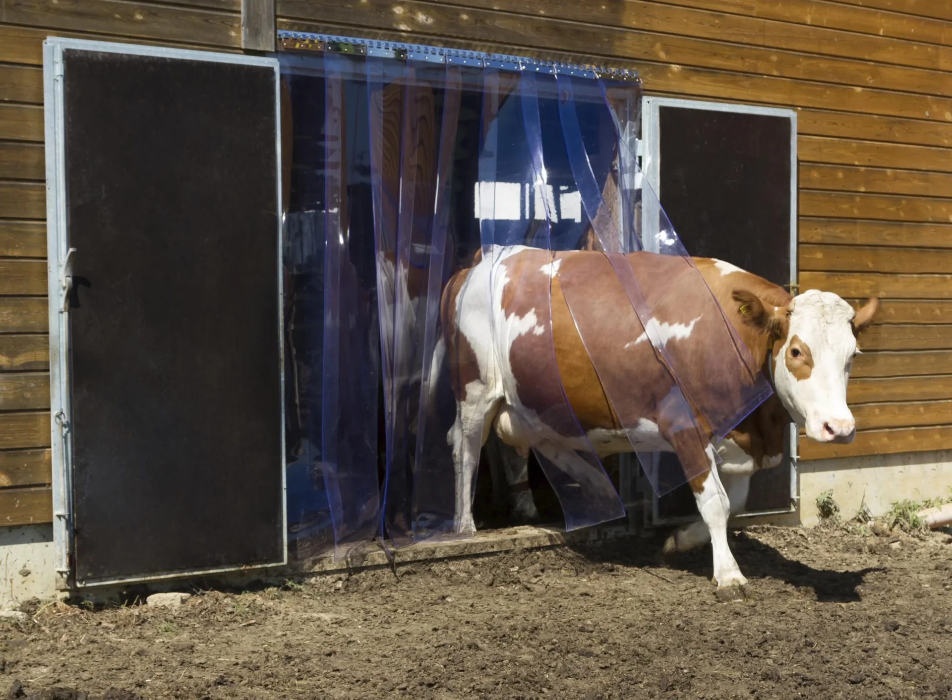 PVC-Streifenvorhang 130 x 225 cm (BxL) - 1