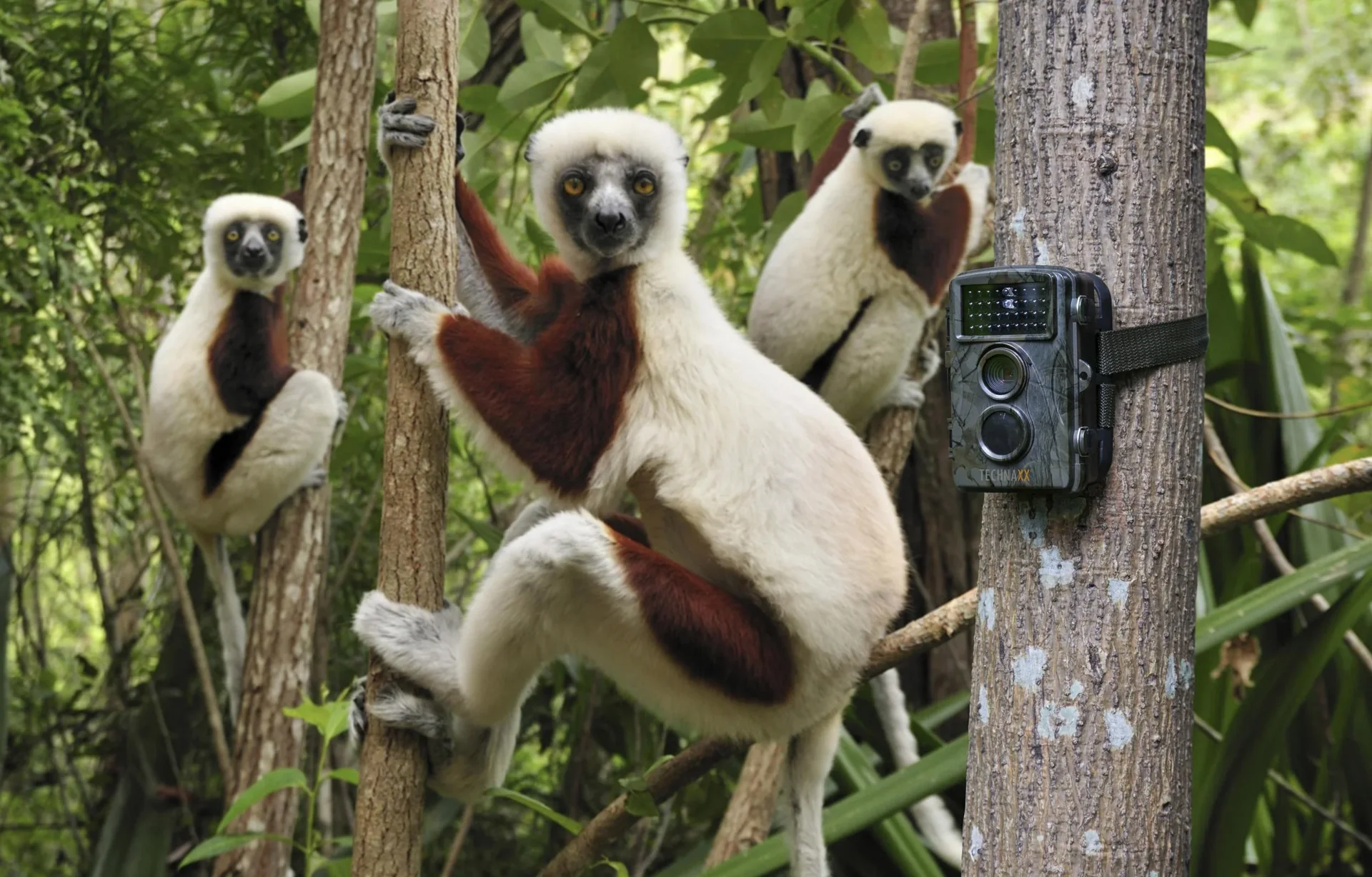 Full HD Wild- Überwachungskamera TX-69 für den Innen- und Außenbereich - 4