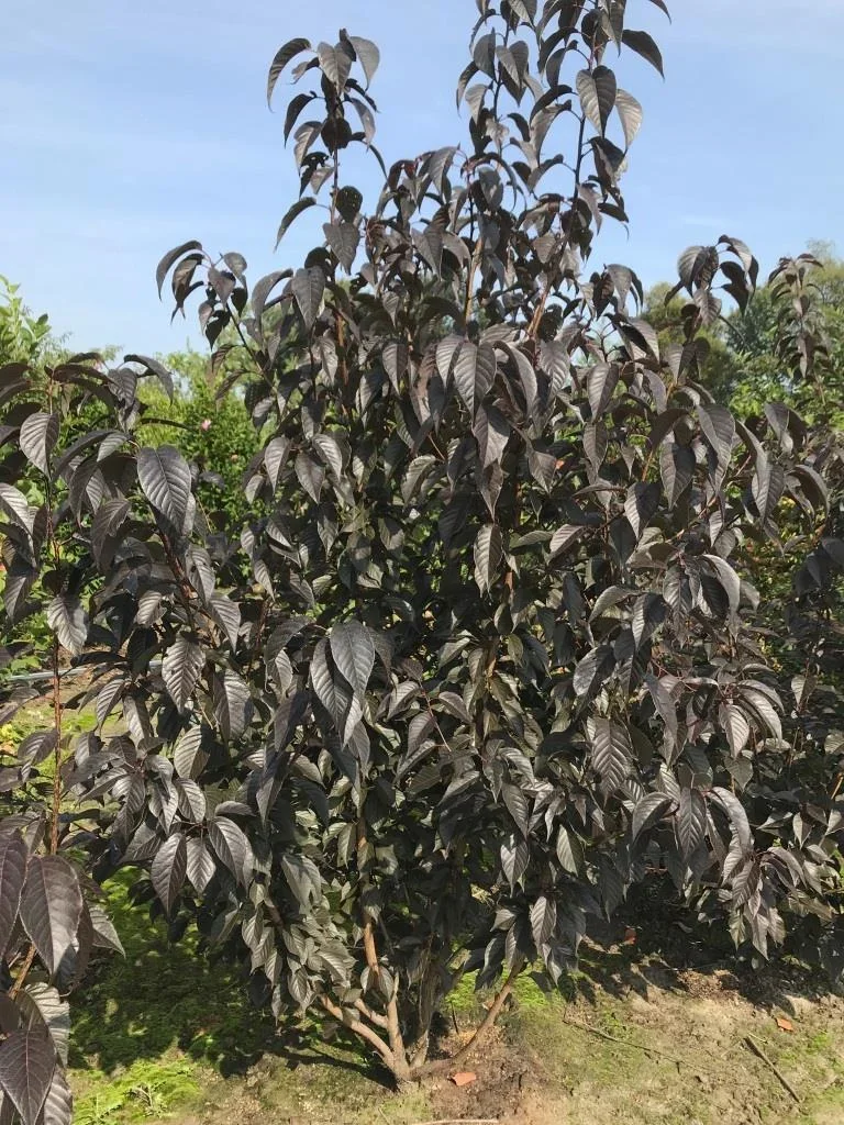 Nelkenkirsche japanisch Royal Burgundy - Prunus serrulata - 7 L Topf 60-80 cm - 0