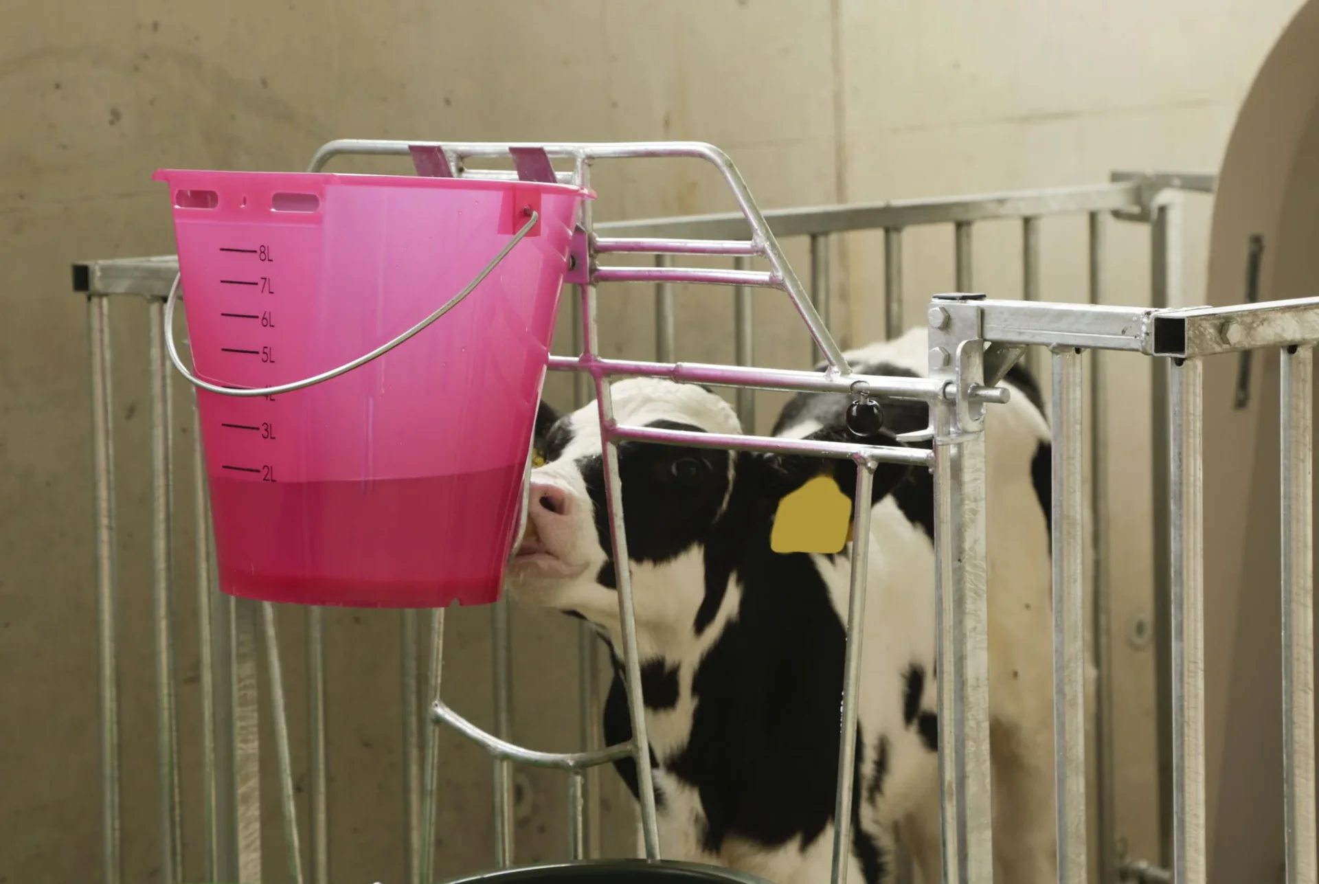 Kälber Tränkeeimer 8 l, rosa transparent mit Skala - 0