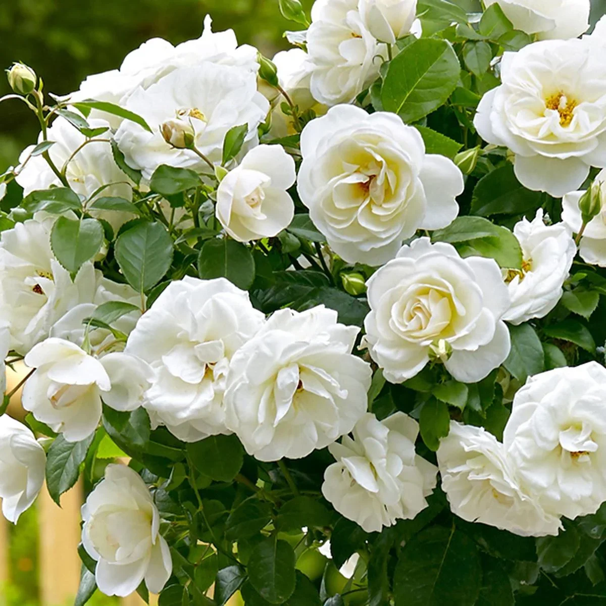 Flower-up Standard Rosen XXL Weiß - 120-140 Cm - 3 Stück - 0